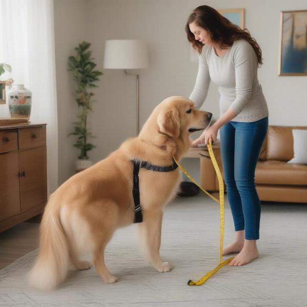 Measuring a Dog for a Harness