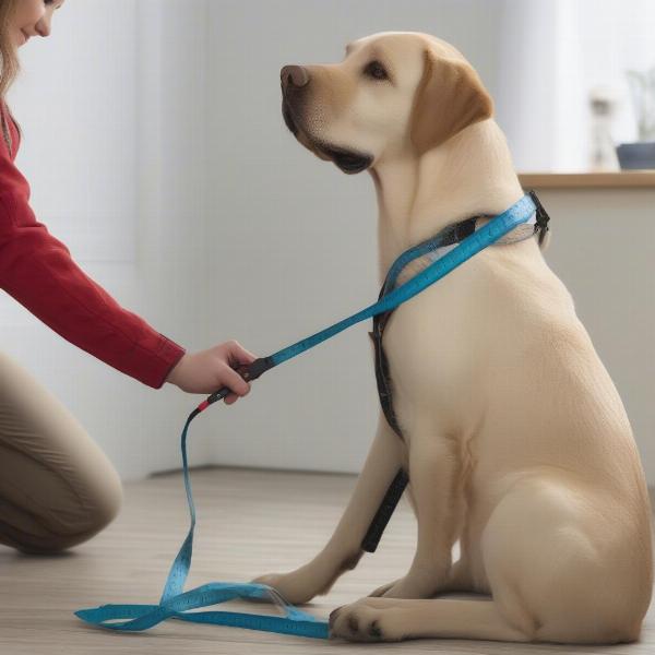 Measuring a dog for a large waterproof dog coat