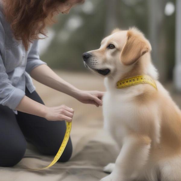 A person measuring a dog for a NRS life jacket