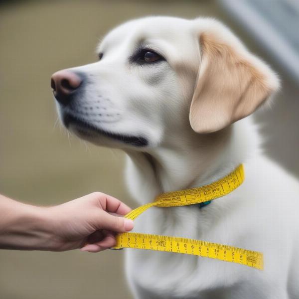 Measuring Dog's Neck for Collar