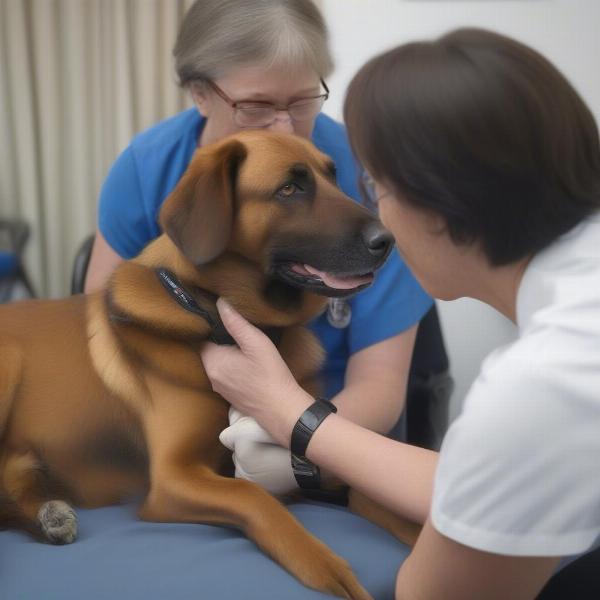 Medical Detection Dog Interacting with a Patient