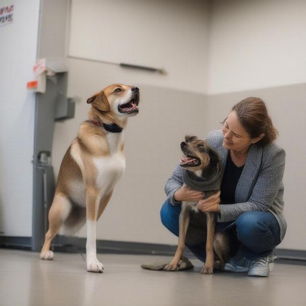 Meeting adoptable dogs at a shelter