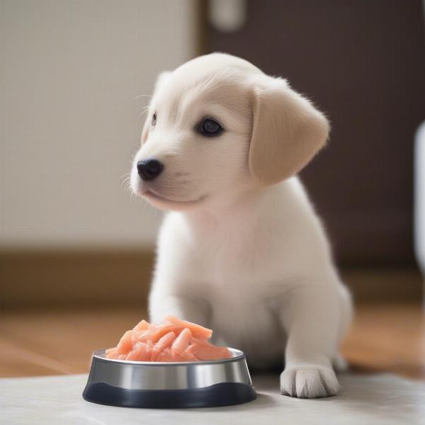 Merrick Salmon Dog Food for Puppies