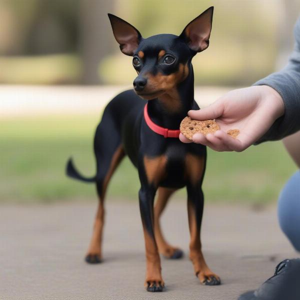 Min Pin Training with Owner