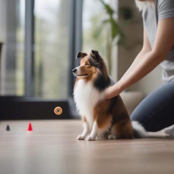 Mini Sheltie training session