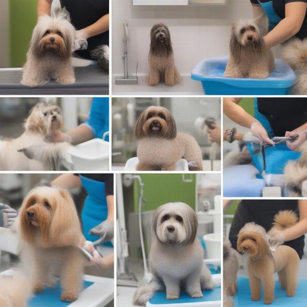 The Mobile Grooming Process: A Step-by-Step Look