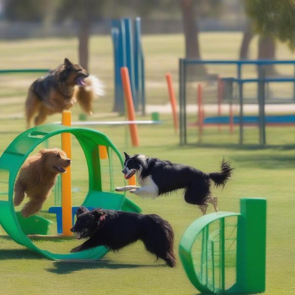 Dogs enjoying agility equipment at Murrieta Dog Park