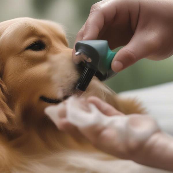 Natural Tick Spray for Dogs Applied to a Golden Retriever