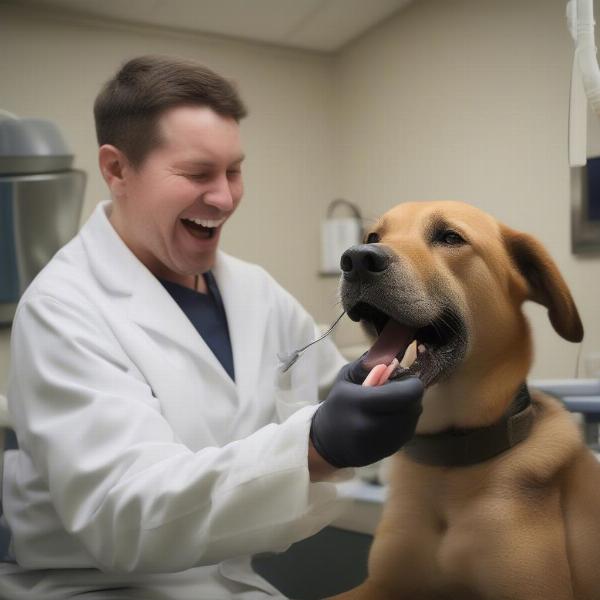 Navy SEAL Dog Receiving Dental Care