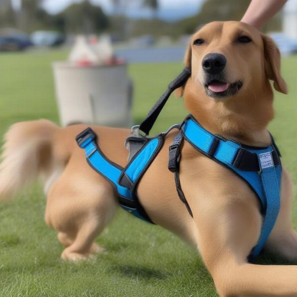 No-Pull Dog Harness NZ