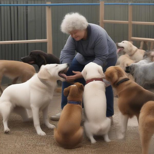 Volunteers Caring for Rescued Dogs