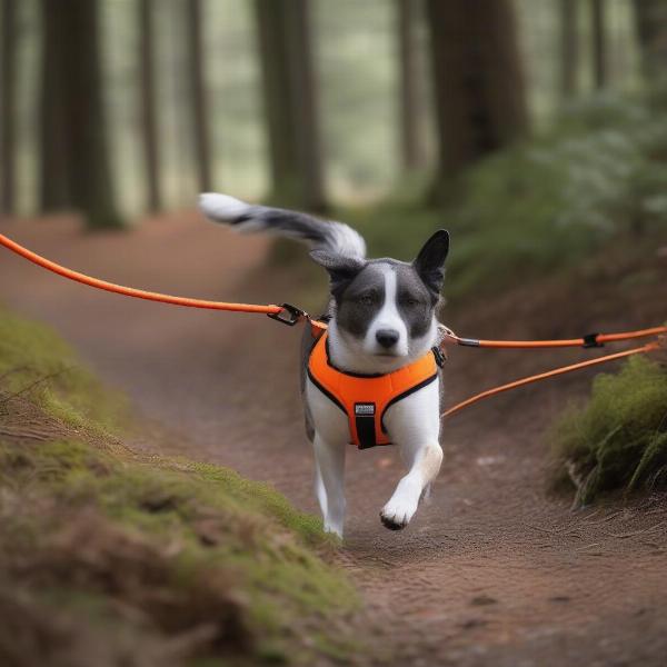 Dog wearing a Non-Stop Dogwear harness during canicross