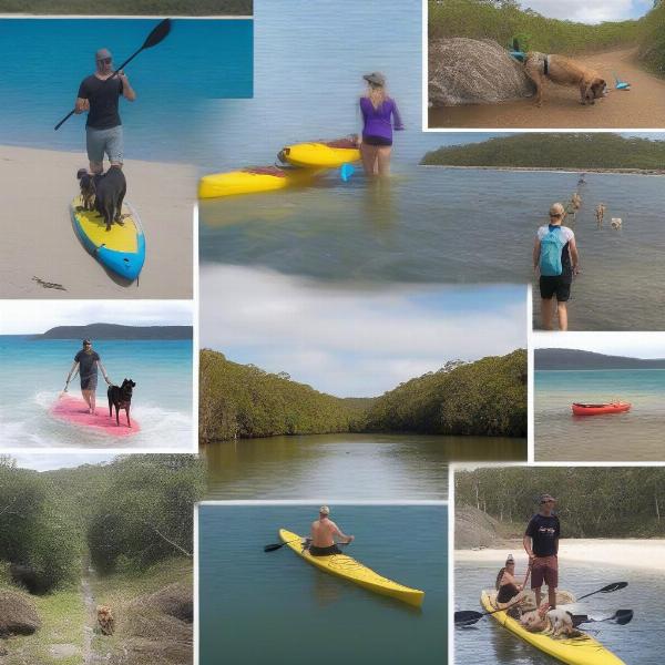 Enjoying various dog-friendly activities in Noosa, such as kayaking, stand-up paddleboarding, and hiking.