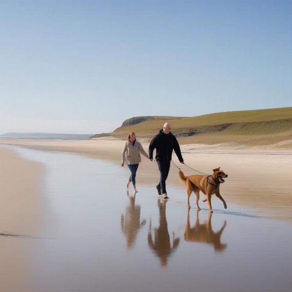 Dog enjoying a walk on a Northumberland beach