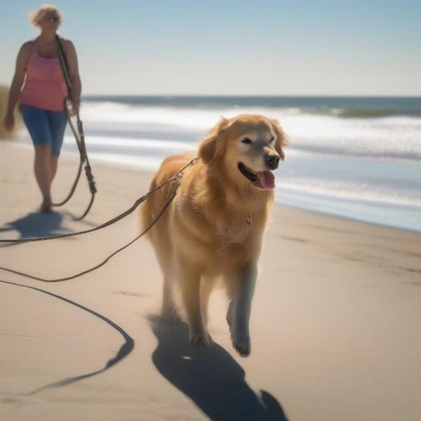 Dog on a leash walking on Oak Island beach