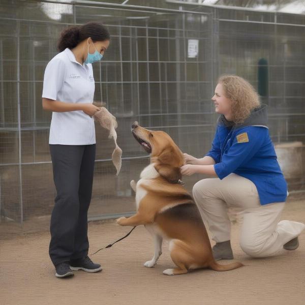 Okotoks Dog Kennel Staff Interacting with Dogs