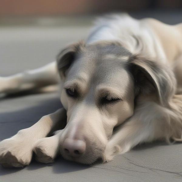 Old Dog with Arthritis in Back Legs