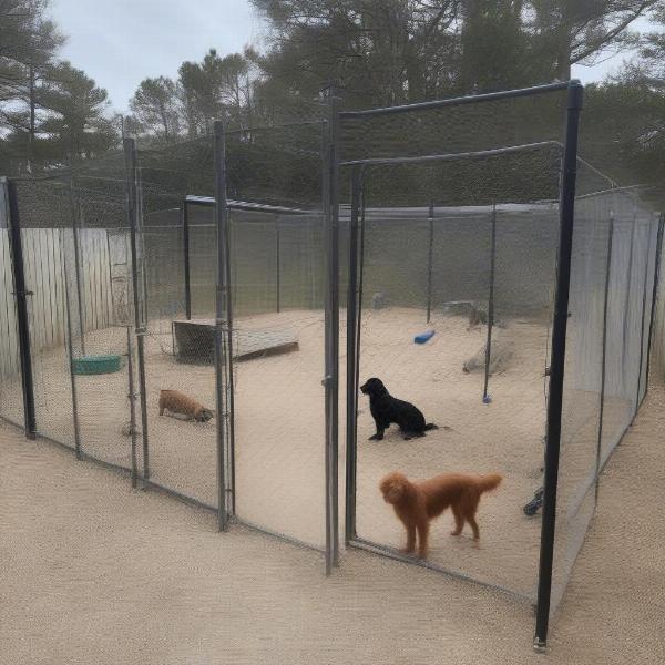 Outer Banks Dog Kennel Play Area