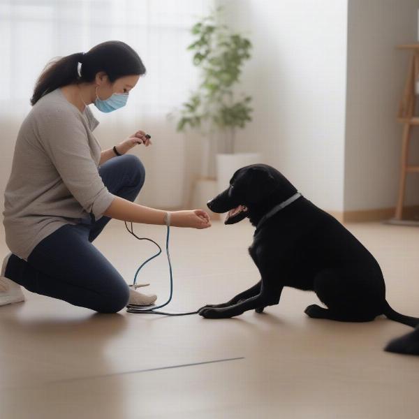 Owner Checking Dog After Collapse