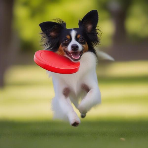 Papillon dog playing fetch in a park