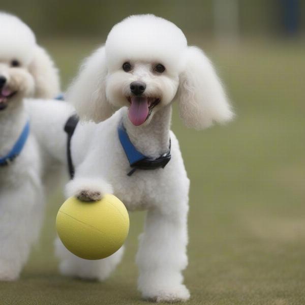 Parti Poodle Training and Play