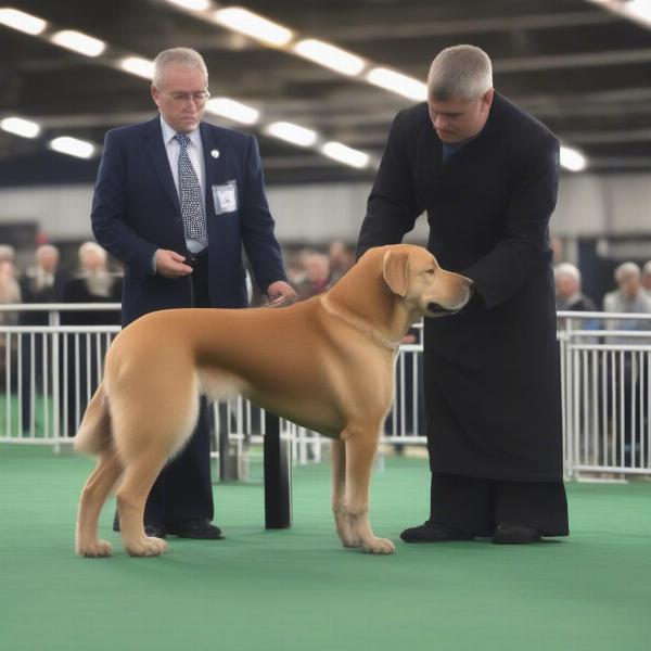 Dog Show Judging