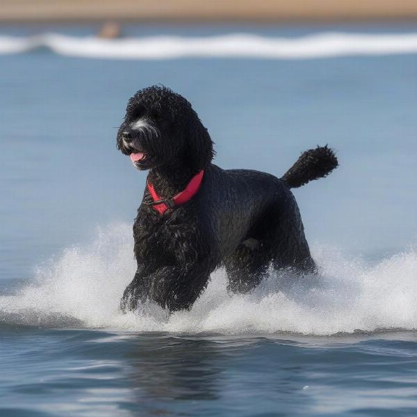 Portuguese Water Dog Swimming