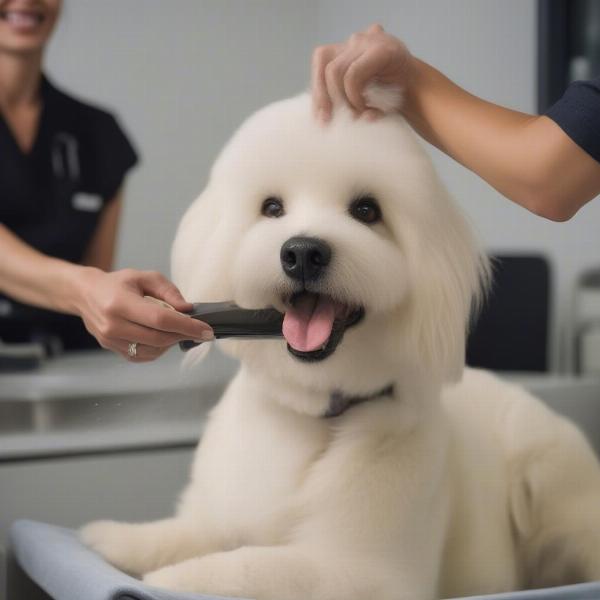 Positive Dog Grooming Experience in Carrollton