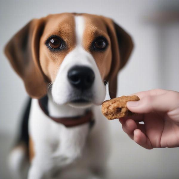 Dog receiving treat during positive reinforcement training