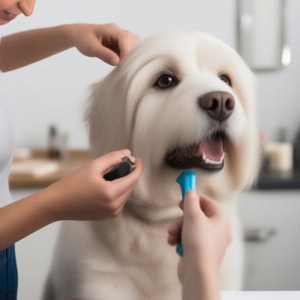 Preparing Your Dog for Clipping