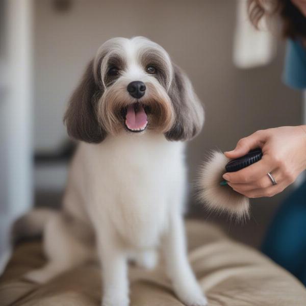 Preparing Your Dog for Grooming