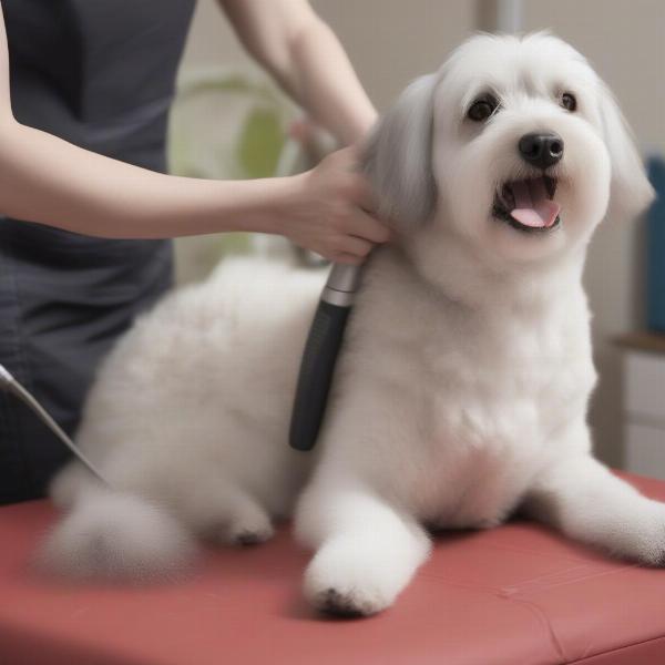 Preparing your dog for grooming in Plympton