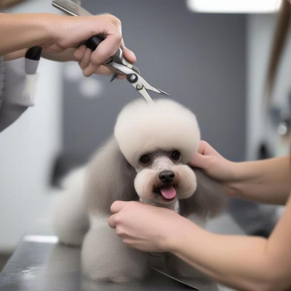 Professional Dog Groomer Working