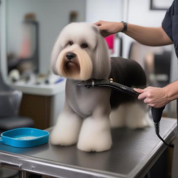 Professional Dog Grooming