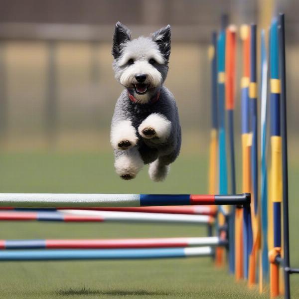 Pumi Dog Agility Training