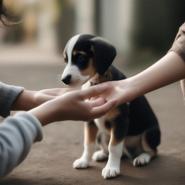 Puppy Bite Inhibition Training