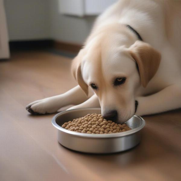 Pyrenees Lab mix dog enjoying its meal