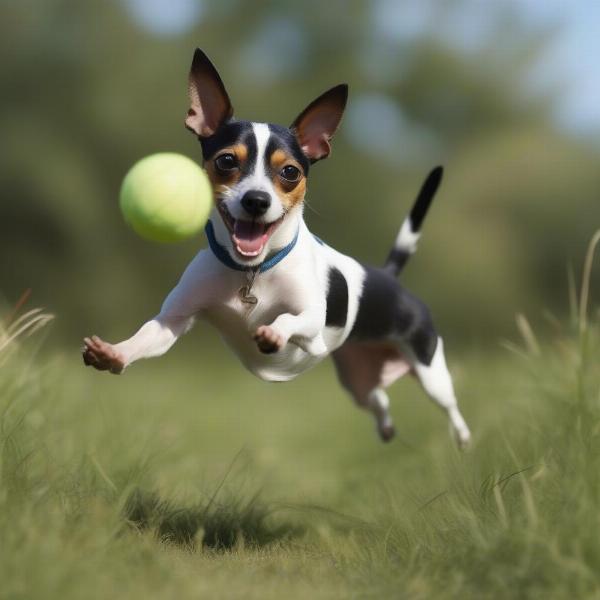 Rat Terrier Playing Fetch