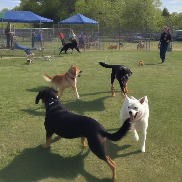 Dogs Playing at Red Wing Dog Park