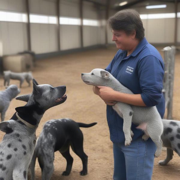 Reputable Blue Cattle Dog breeder