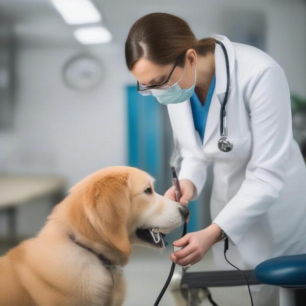 Veterinarian examining a dog before breeding