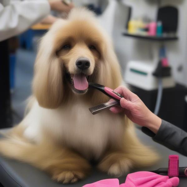 Retired Show Dog Grooming