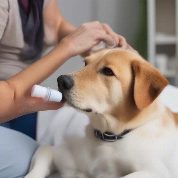 Rheumocam for dog arthritis pain relief