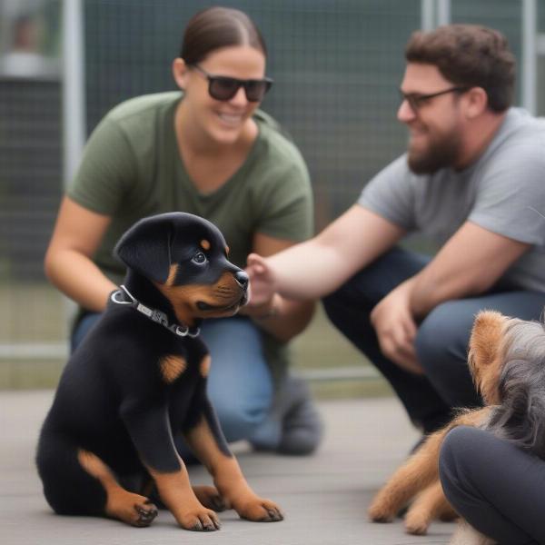 Socializing a Rottweiler Puppy