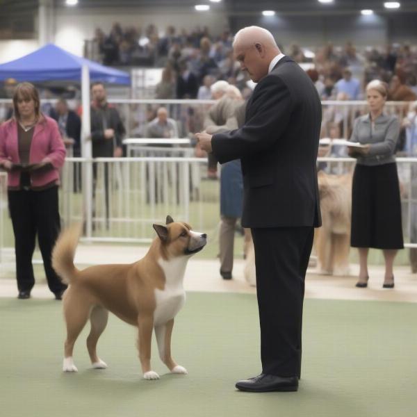 Royal Easter Show Dog Show Judging Process