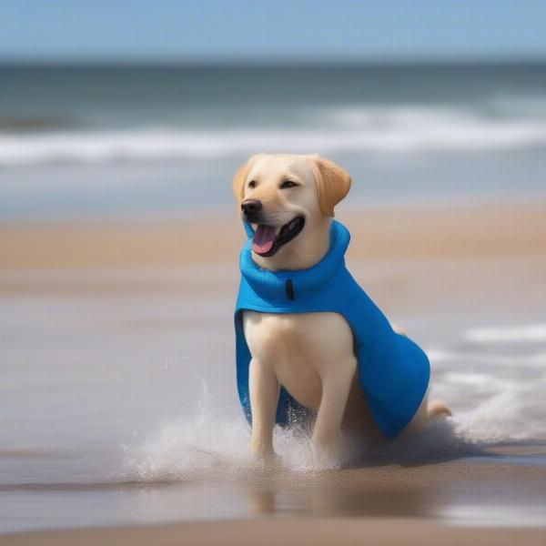 Dog wearing a Ruff and Tumble coat after a swim