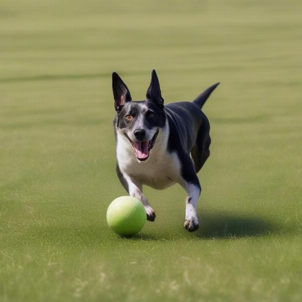 Dog playing fetch in an open field near Bearsden