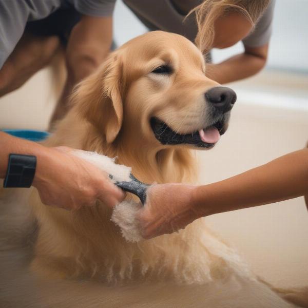 A dog being groomed after a swim in the ocean