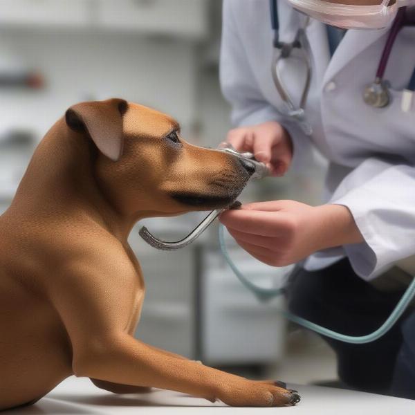 Veterinary Checkup for a Sausage Dog Cross Staffy