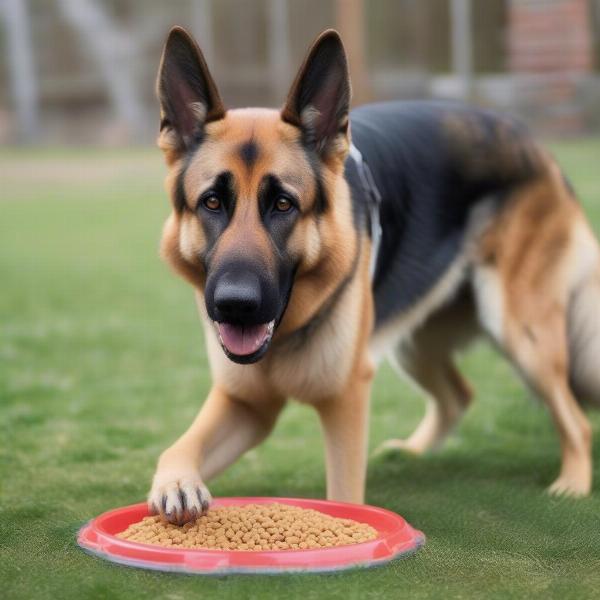 Senior Dog Eating Soft Food